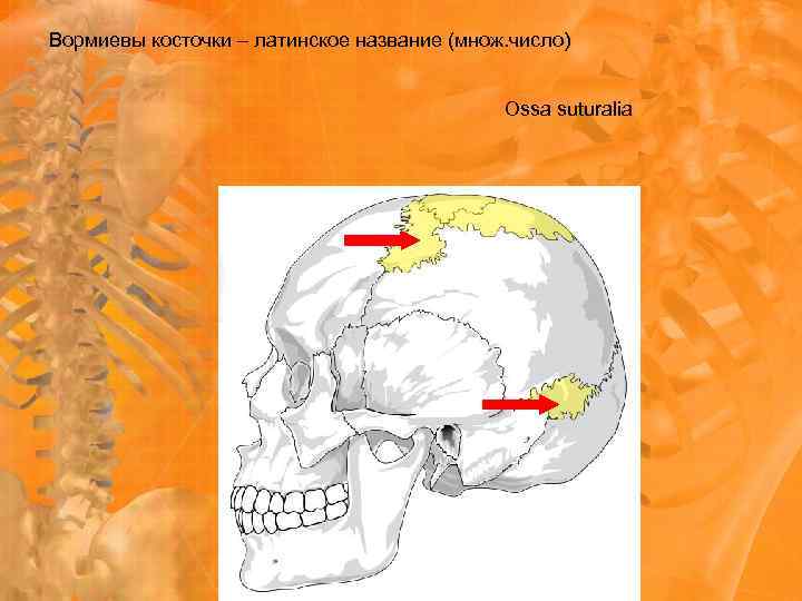 Вормиевы косточки – латинское название (множ. число) Ossa suturalia 