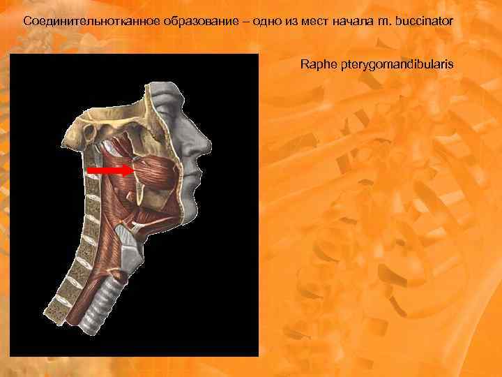 Соединительнотканное образование – одно из мест начала m. buccinator Raphe pterygomandibularis 