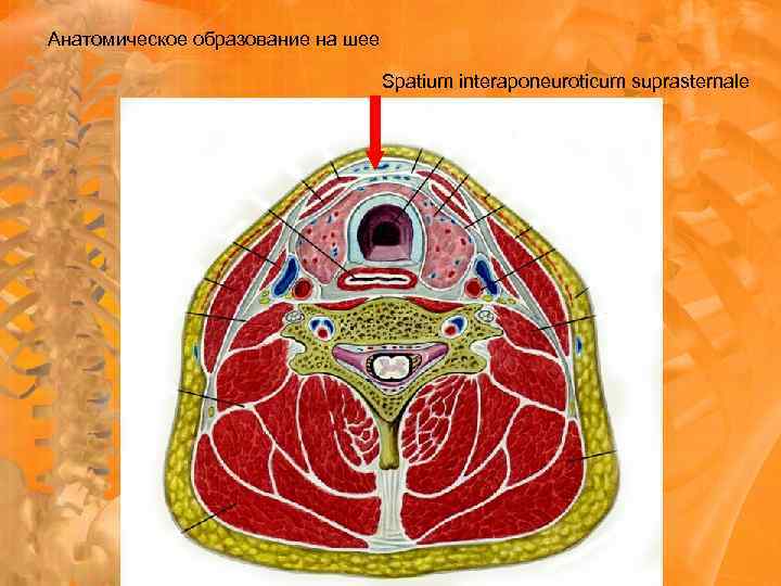 Анатомическое образование на шее Spatium interaponeuroticum suprasternale 