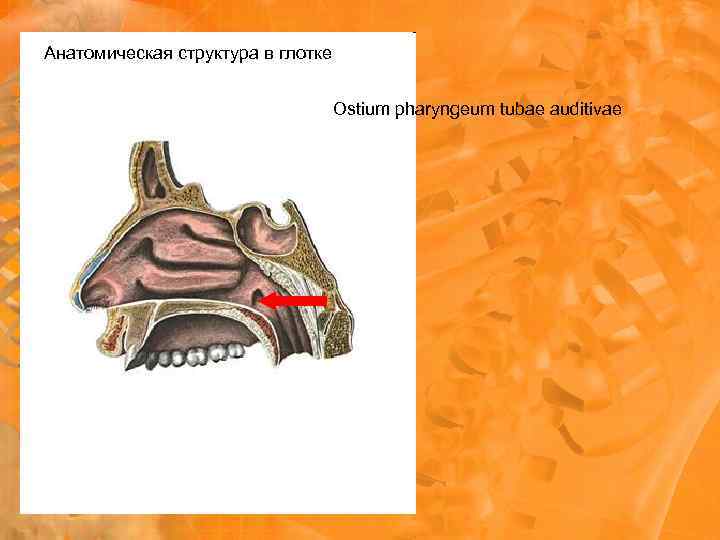 Анатомическая структура в глотке Ostium pharyngeum tubae auditivae 