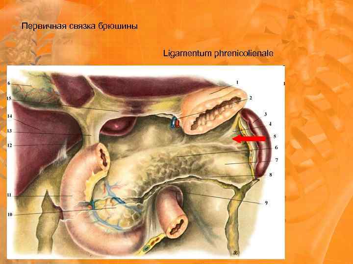 Первичная связка брюшины Ligamentum phrenicolienale 