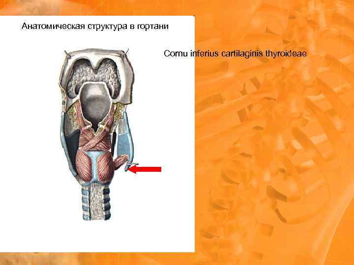 Анатомическая структура в гортани Cornu inferius cartilaginis thyroideae 