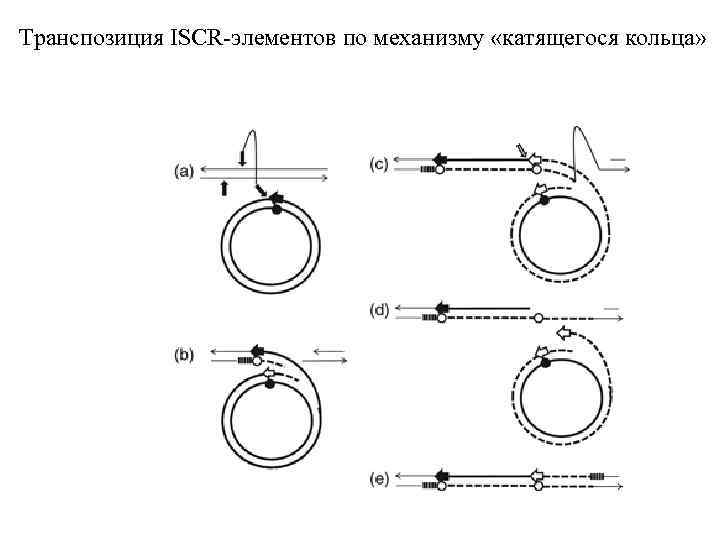 Транспозиция ISCR-элементов по механизму «катящегося кольца» 