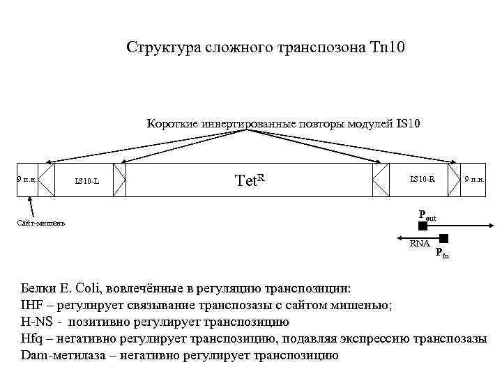 Структура сложного транспозона Tn 10 Короткие инвертированные повторы модулей IS 10 9 п. н.