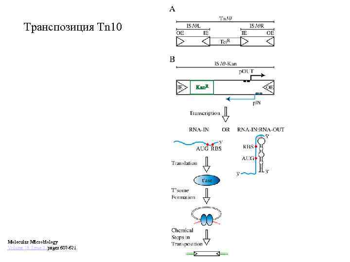 Транспозиция Tn 10 Molecular Microbiology Volume 78, Issue 3, pages 607 -621 