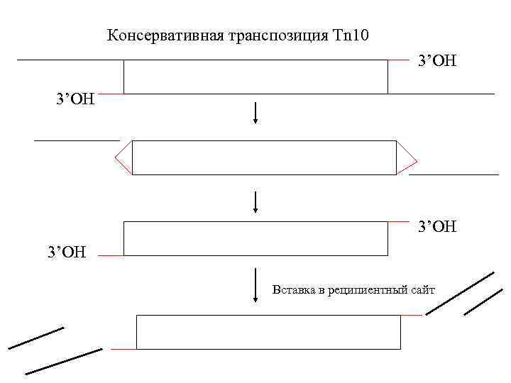 Консервативная транспозиция Tn 10 3’OH Вставка в реципиентный сайт 