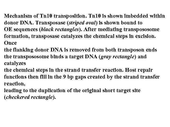 Mechanism of Tn 10 transposition. Tn 10 is shown imbedded within donor DNA. Transposase