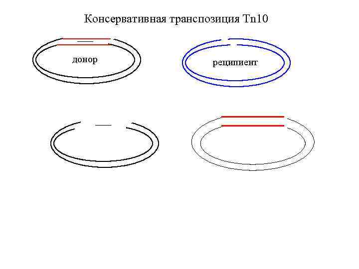 Консервативная транспозиция Tn 10 донор реципиент 