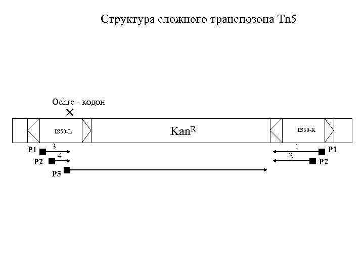 Структура сложного транспозона Tn 5 Ochre - кодон IS 50 -L P 1 P