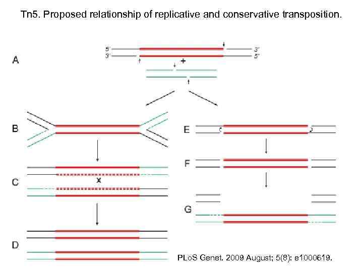 Tn 5. Proposed relationship of replicative and conservative transposition. PLo. S Genet. 2009 August;