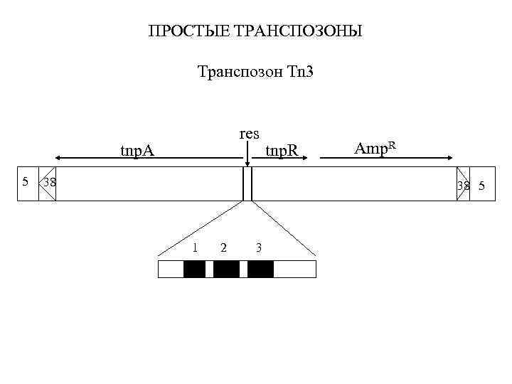 ПРОСТЫЕ ТРАНСПОЗОНЫ Транспозон Tn 3 tnp. A 5 res 38 tnp. R Amp. R