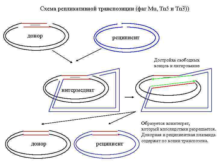 Схема репликативной транспозиции (фаг Mu, Tn 5 и Tn 3)) донор реципиент Достройка свободных