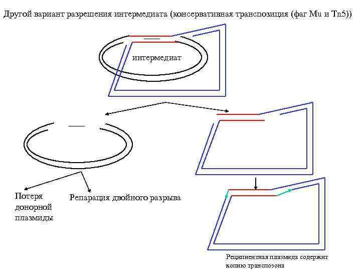 Другой вариант разрешения интермедиата (консервативная транспозиция (фаг Mu и Tn 5)) интермедиат Потеря донорной