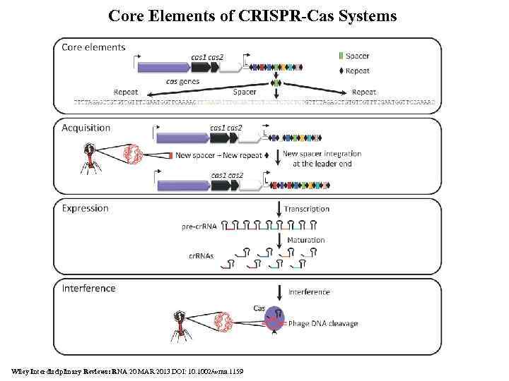 Core Elements of CRISPR-Cas Systems Wiley Interdisciplinary Reviews: RNA 20 MAR 2013 DOI: 10.