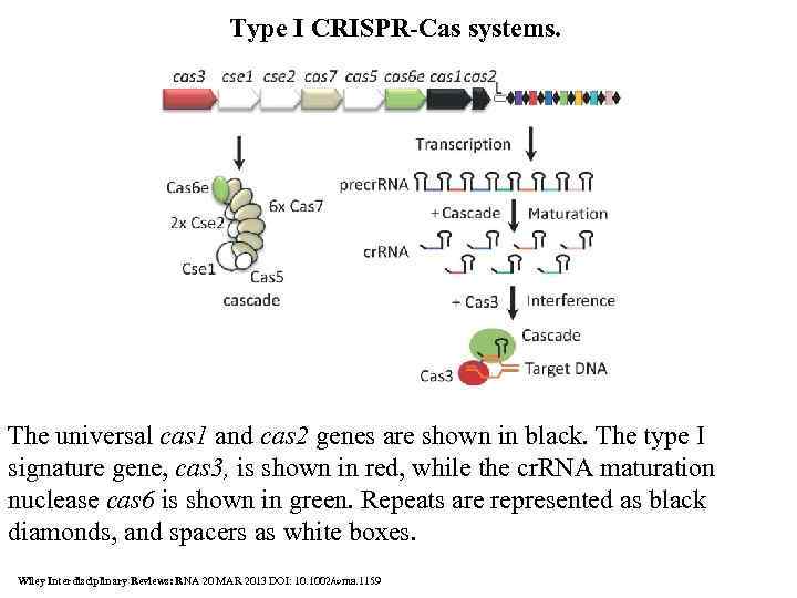 Type I CRISPR-Cas systems. The universal cas 1 and cas 2 genes are shown