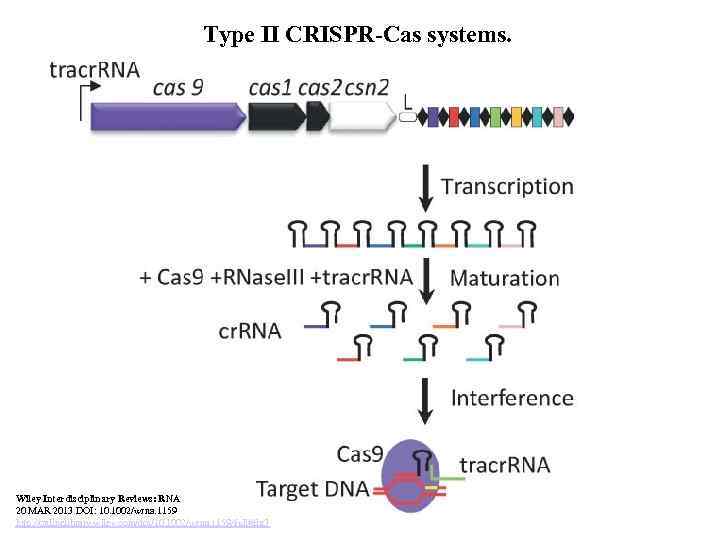 Type II CRISPR-Cas systems. Wiley Interdisciplinary Reviews: RNA 20 MAR 2013 DOI: 10. 1002/wrna.