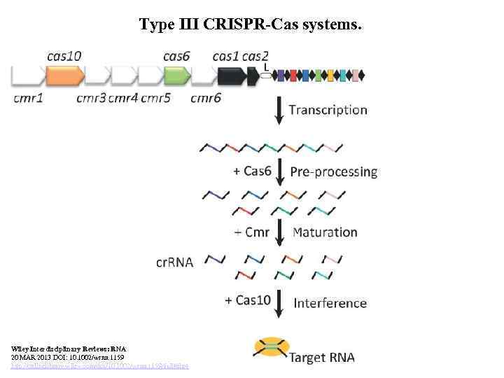 Type III CRISPR-Cas systems. Wiley Interdisciplinary Reviews: RNA 20 MAR 2013 DOI: 10. 1002/wrna.