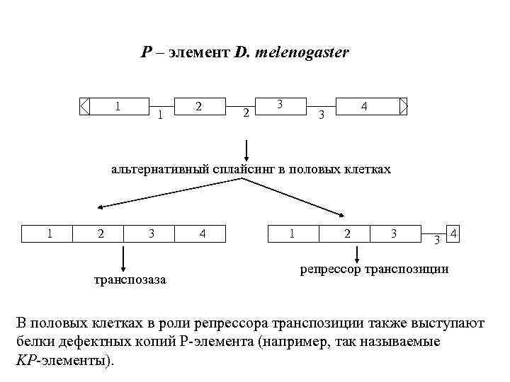 P – элемент D. melenogaster 1 1 2 2 3 4 3 альтернативный сплайсинг