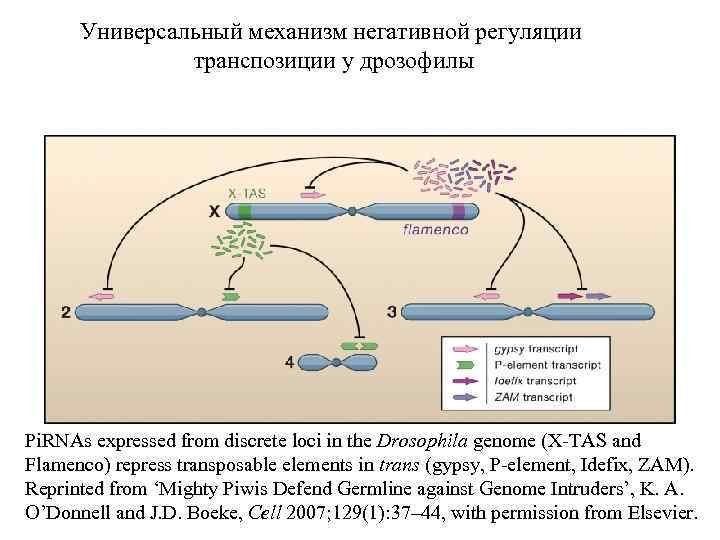 Универсальный механизм негативной регуляции транспозиции у дрозофилы Pi. RNAs expressed from discrete loci in