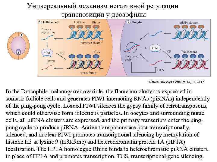 Универсальный механизм негативной регуляции транспозиции у дрозофилы Nature Reviews Genetics 14, 100 -112 In