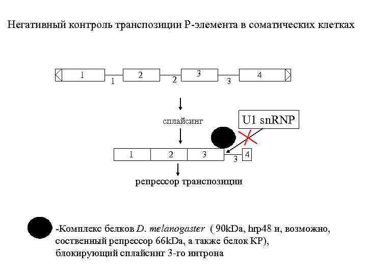 Негативный контроль транспозиции P-элемента в соматических клетках 1 2 3 сплайсинг 1 2 4