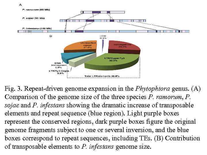 Fig. 3. Repeat-driven genome expansion in the Phytophtora genus. (A) Comparison of the genome