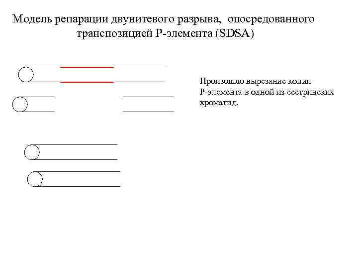 Модель репарации двунитевого разрыва, опосредованного транспозицией P-элемента (SDSA) Произошло вырезание копии P-элемента в одной