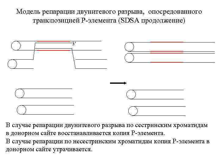 Модель репарации двунитевого разрыва, опосредованного транспозицией P-элемента (SDSA продолжение) 3’ В случае репарации двунитевого