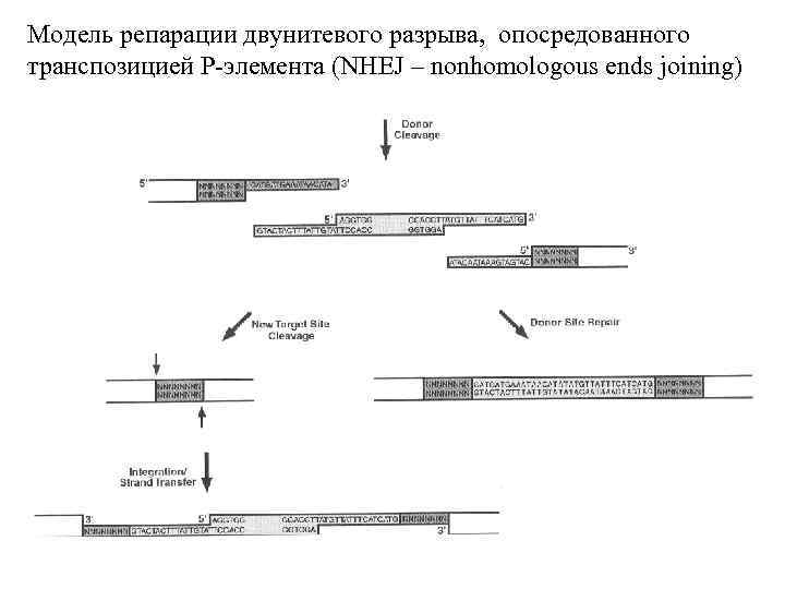 Модель репарации двунитевого разрыва, опосредованного транспозицией P-элемента (NHEJ – nonhomologous ends joining) 