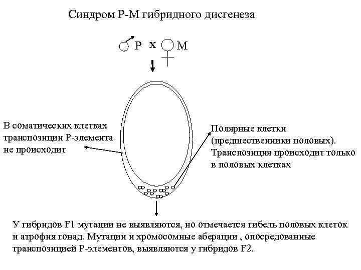 Синдром Р-М гибридного дисгенеза P В соматических клетках транспозиции P-элемента не происходит X M