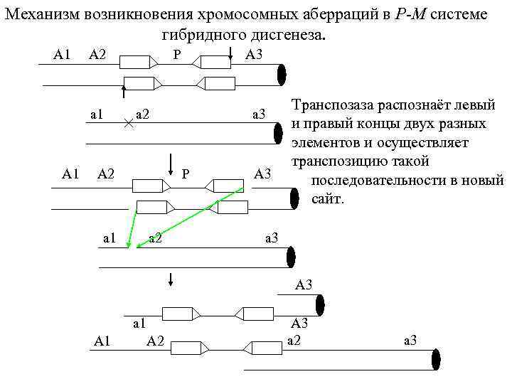 Механизм возникновения хромосомных аберраций в P-M системе гибридного дисгенеза. A 1 A 2 P