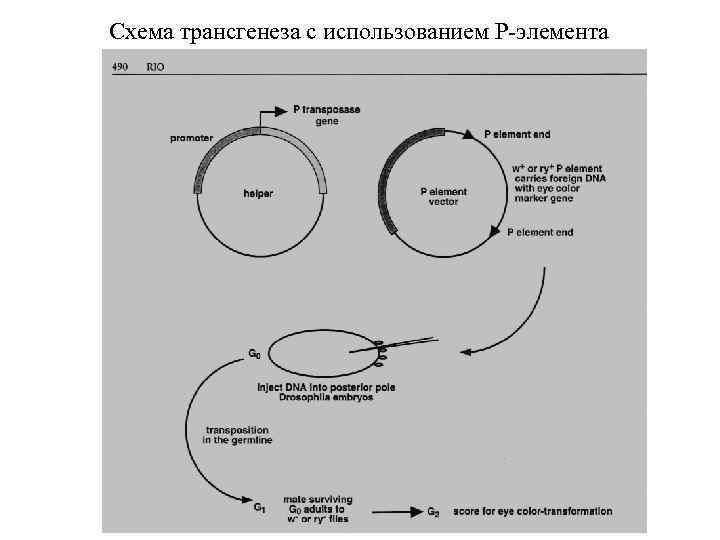 Схема трансгенеза с использованием Р-элемента 