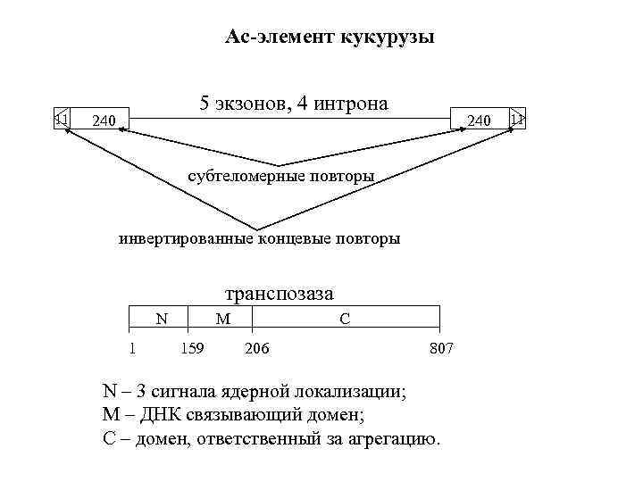 Ac-элемент кукурузы 11 240 5 экзонов, 4 интрона субтеломерные повторы инвертированные концевые повторы транспозаза