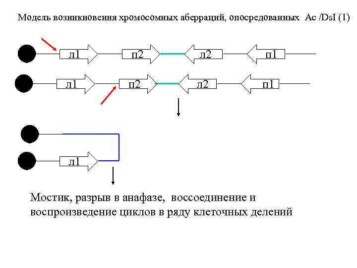 Модель возникновения хромосомных аберраций, опосредованных Ac /Ds. I (1) л 1 п 2 л