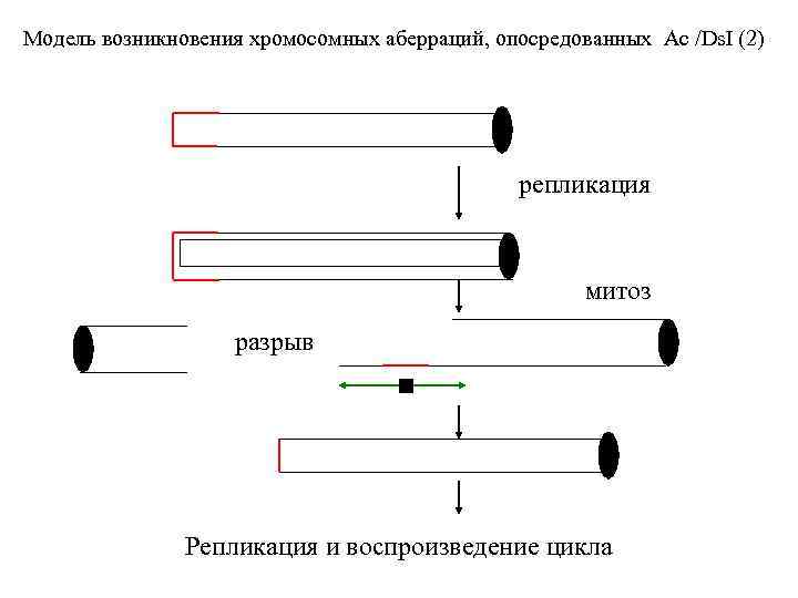 Модель возникновения хромосомных аберраций, опосредованных Ac /Ds. I (2) репликация митоз разрыв Репликация и