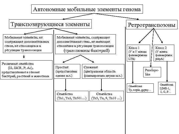 Автономные мобильные элементы генома Транспозирующиеся элементы Мобильные элементы, не содержащие дополнительных генов, не относящихся