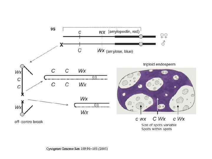 Cytogenet Genome Res 109: 90– 103 (2005) 