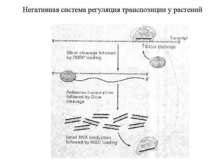 Негативная система регуляция транспозиции у растений 