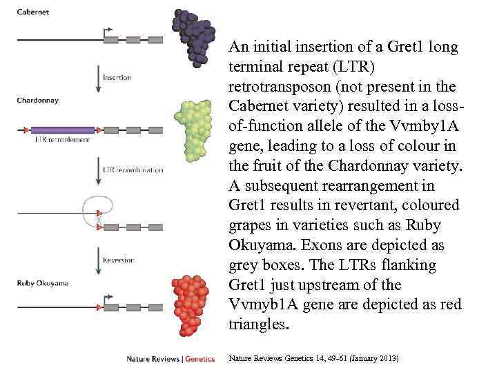 An initial insertion of a Gret 1 long terminal repeat (LTR) retrotransposon (not present