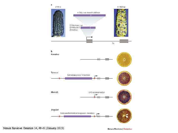 Nature Reviews Genetics 14, 49 -61 (January 2013) 