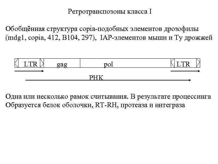 Ретротранспозоны класса I Обобщённая структура copia-подобных элементов дрозофилы (mdg 1, copia, 412, B 104,