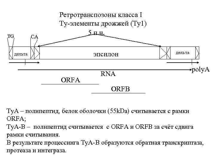 TG СА Ретротранспозоны класса I Ty-элементы дрожжей (Ty 1) 5 п. н. эпсилон дельта