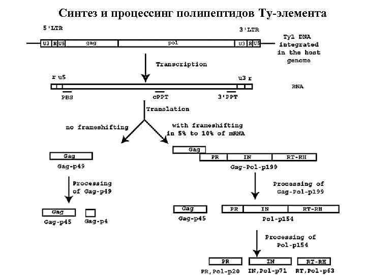 Синтез и процессинг полипептидов Ty-элемента 