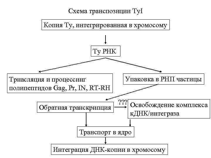 Схема транспозиции Ty. I Копия Ty, интегрированная в хромосому Ty РНК Трнасляция и процессинг