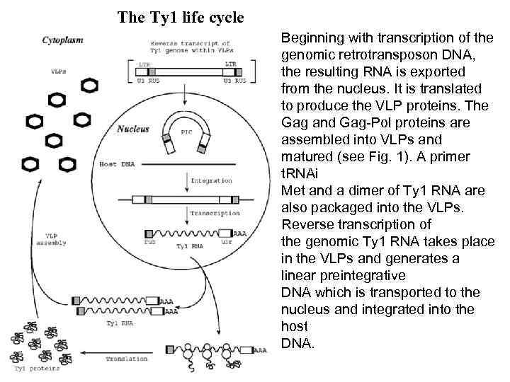 The Ty 1 life cycle Beginning with transcription of the genomic retrotransposon DNA, the