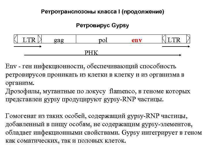 Ретротранспозоны класса I (продолжение) Ретровирус Gypsy LTR gag pol env LTR РНК Env -