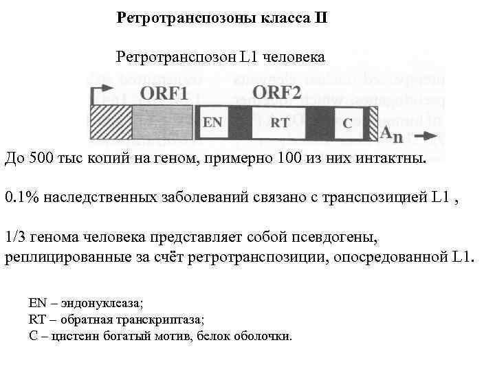 Ретротранспозоны класса II Ретротранспозон L 1 человека До 500 тыс копий на геном, примерно