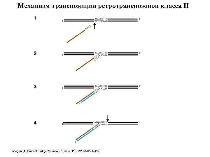 Механизм транспозиции ретротранспозонов класса II Finnegan D. , Current Biology Volume 22, Issue 11