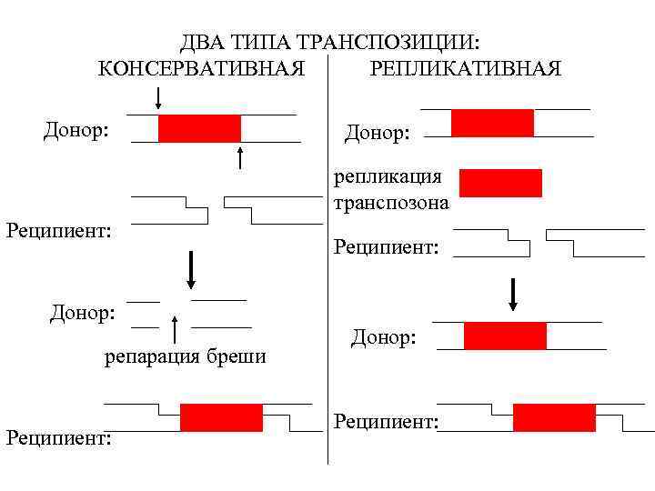 ДВА ТИПА ТРАНСПОЗИЦИИ: КОНСЕРВАТИВНАЯ РЕПЛИКАТИВНАЯ Донор: репликация транспозона Реципиент: Донор: репарация бреши Реципиент: Донор: