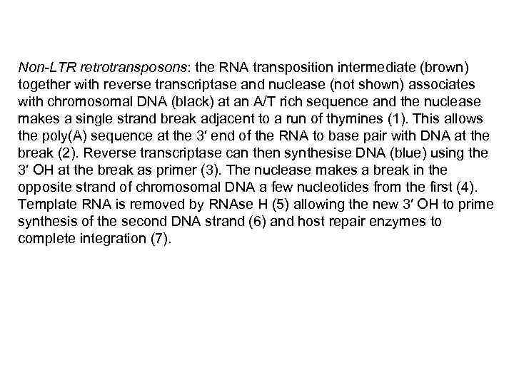 Non-LTR retrotransposons: the RNA transposition intermediate (brown) together with reverse transcriptase and nuclease (not